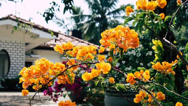 A garden with vibrant orange flowers and a building with a tiled roof. - Benjohostel (Seeduwa - Katunayake)