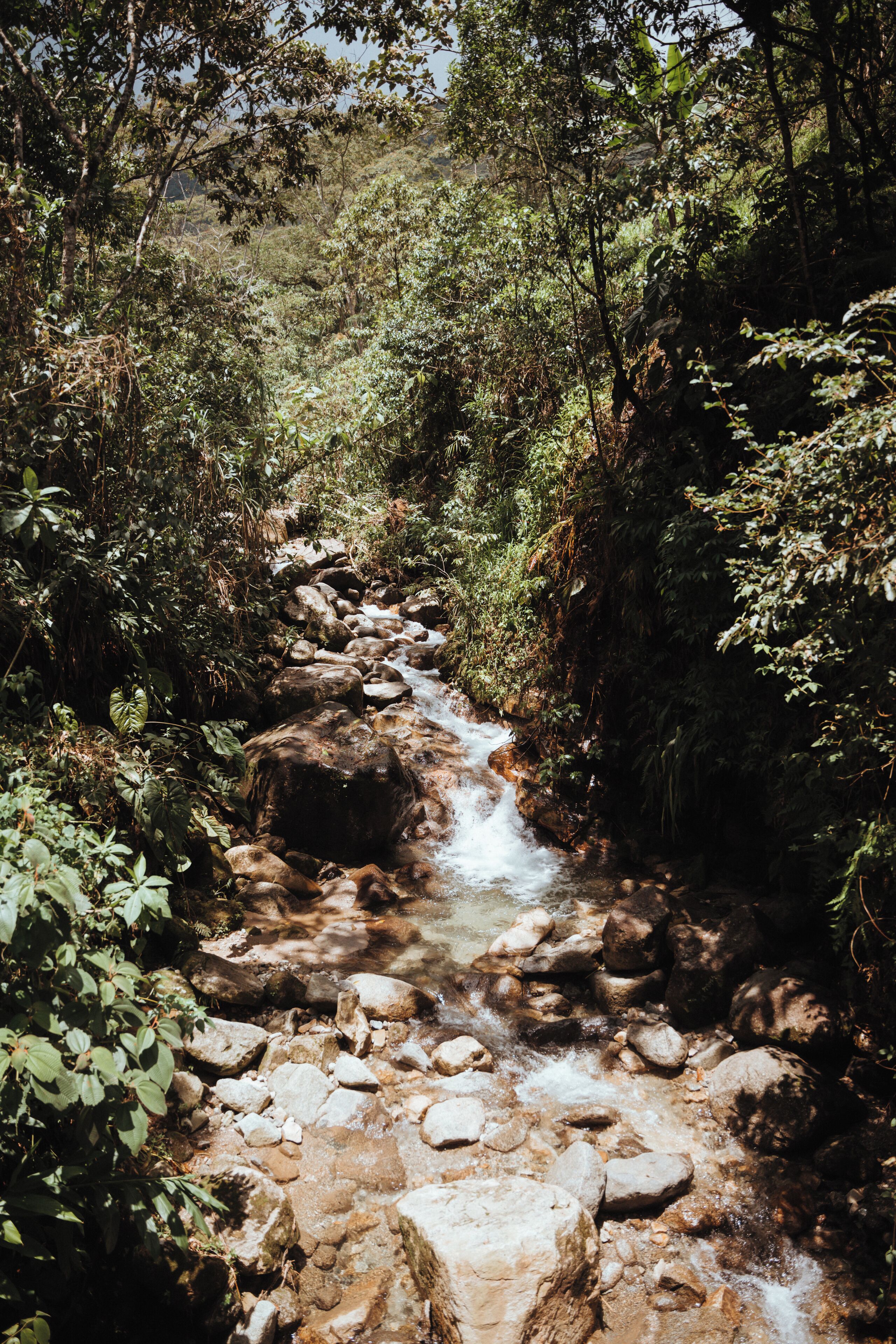 A rocky stream in a forested area.