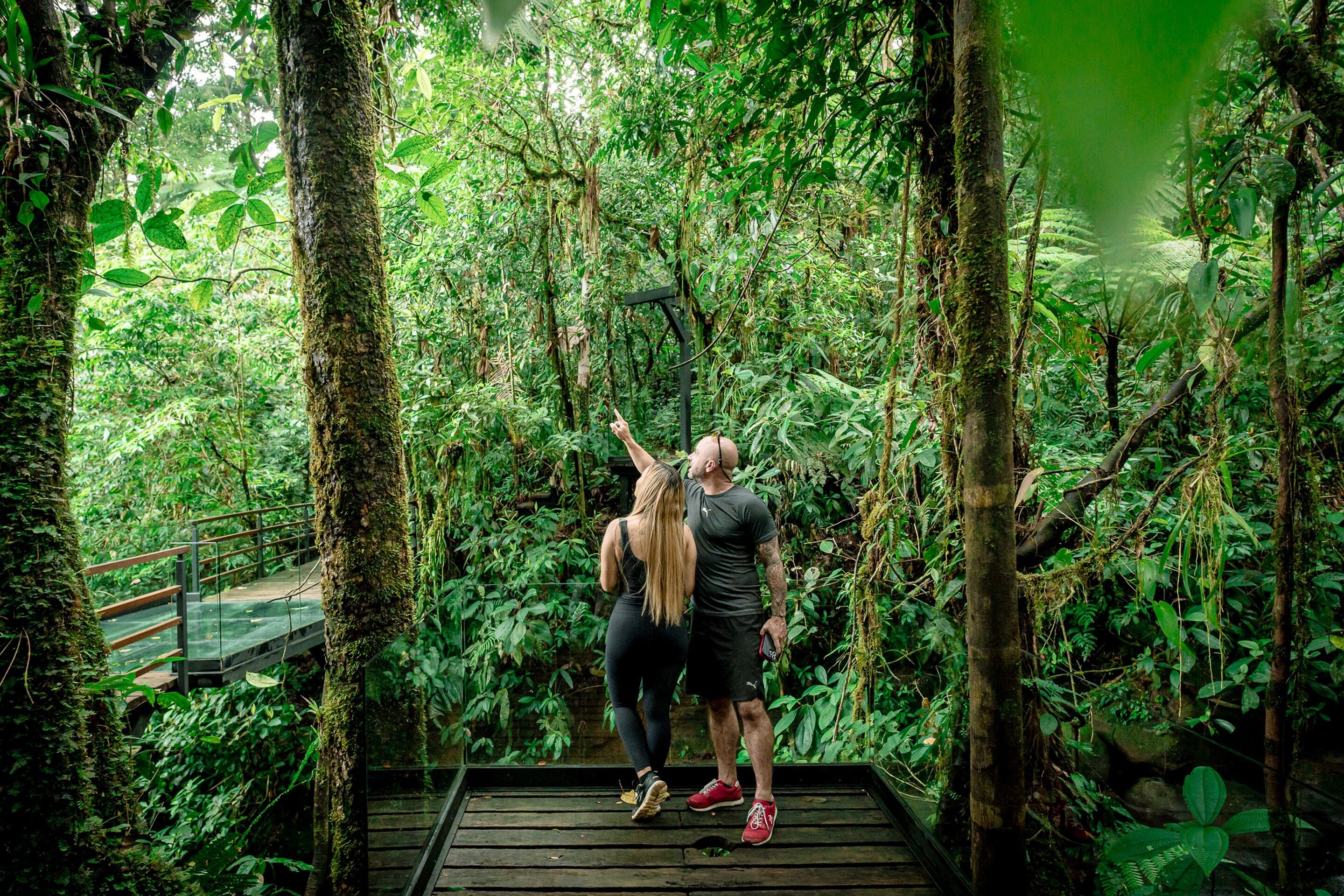 A wooden platform surrounded by dense tropical foliage, with a metal railing on one side.