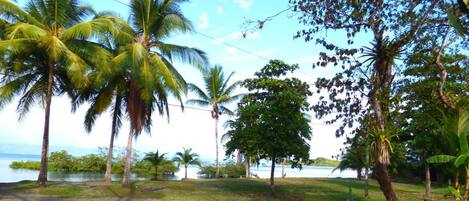A park with palm trees, a pathway, and a body of water in the background.