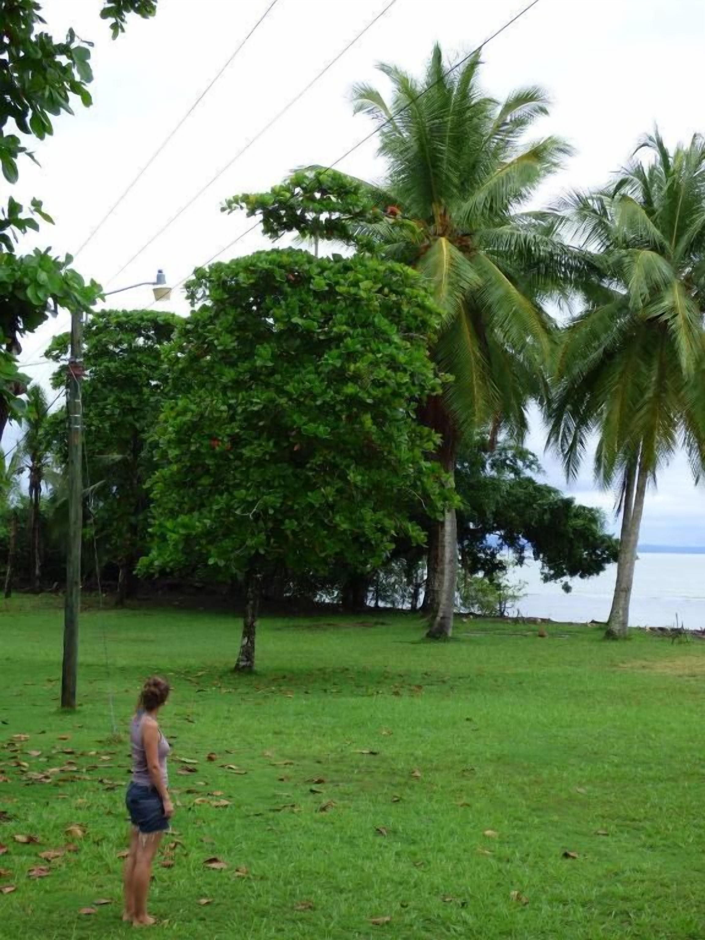 A grassy area with palm trees and a body of water in the background.