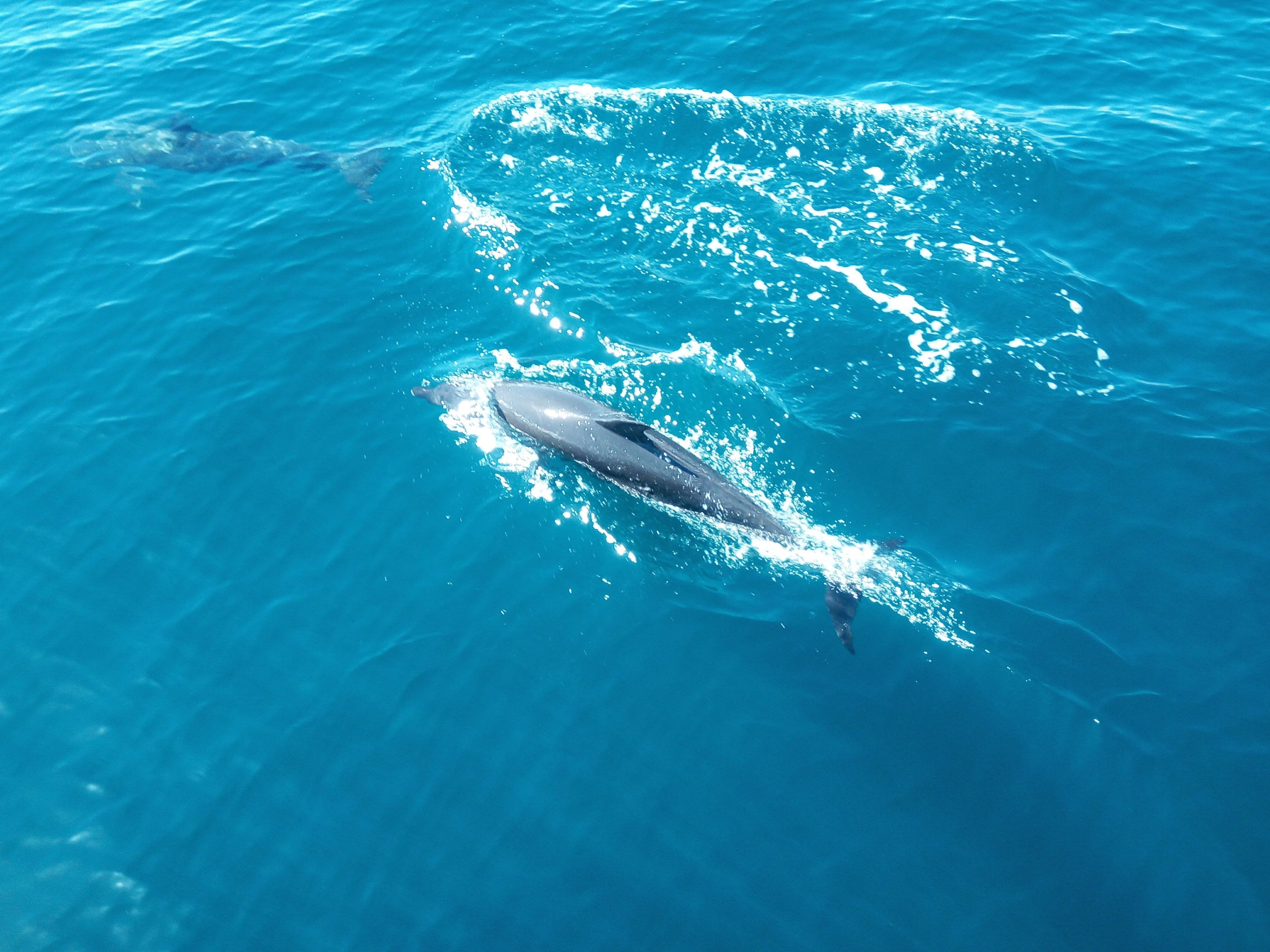 A dolphin swimming in clear blue water.