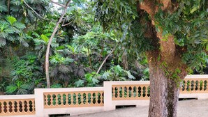A tree in a courtyard with a concrete floor and a decorative fence.