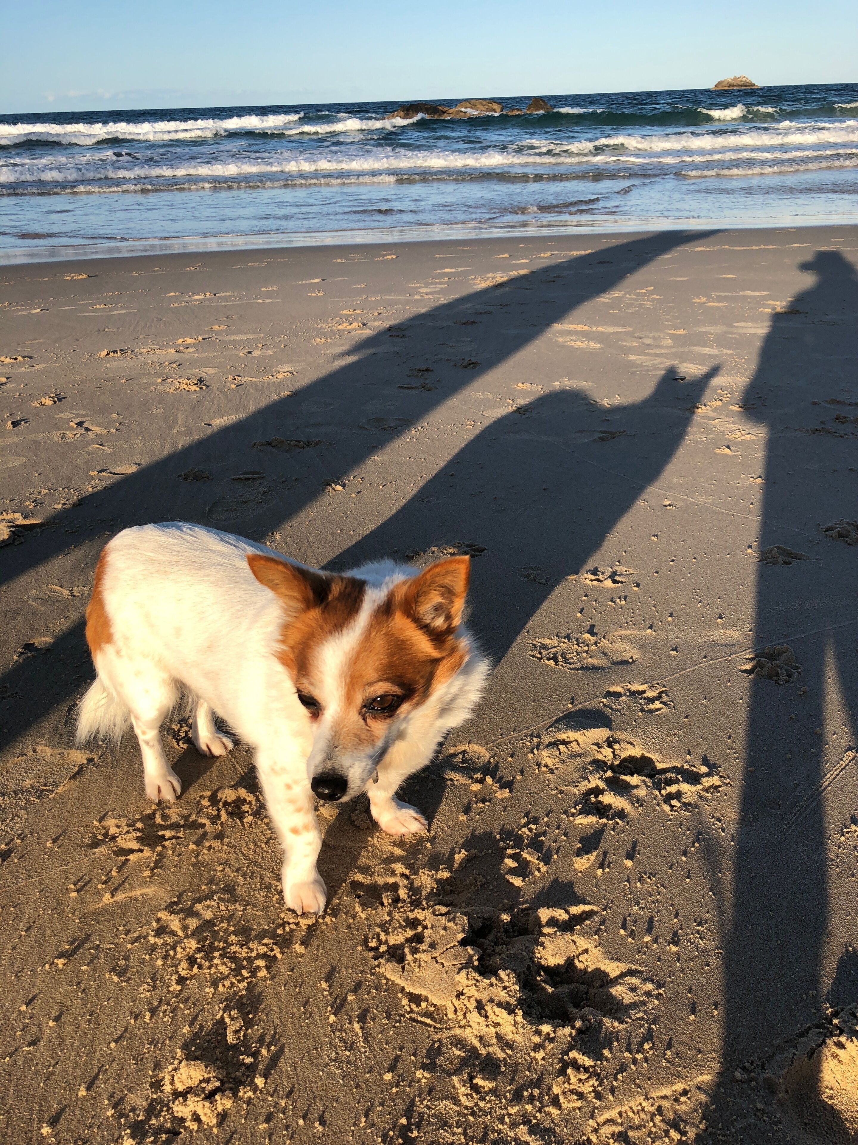 A dog on a sandy beach with ocean waves in the background.
