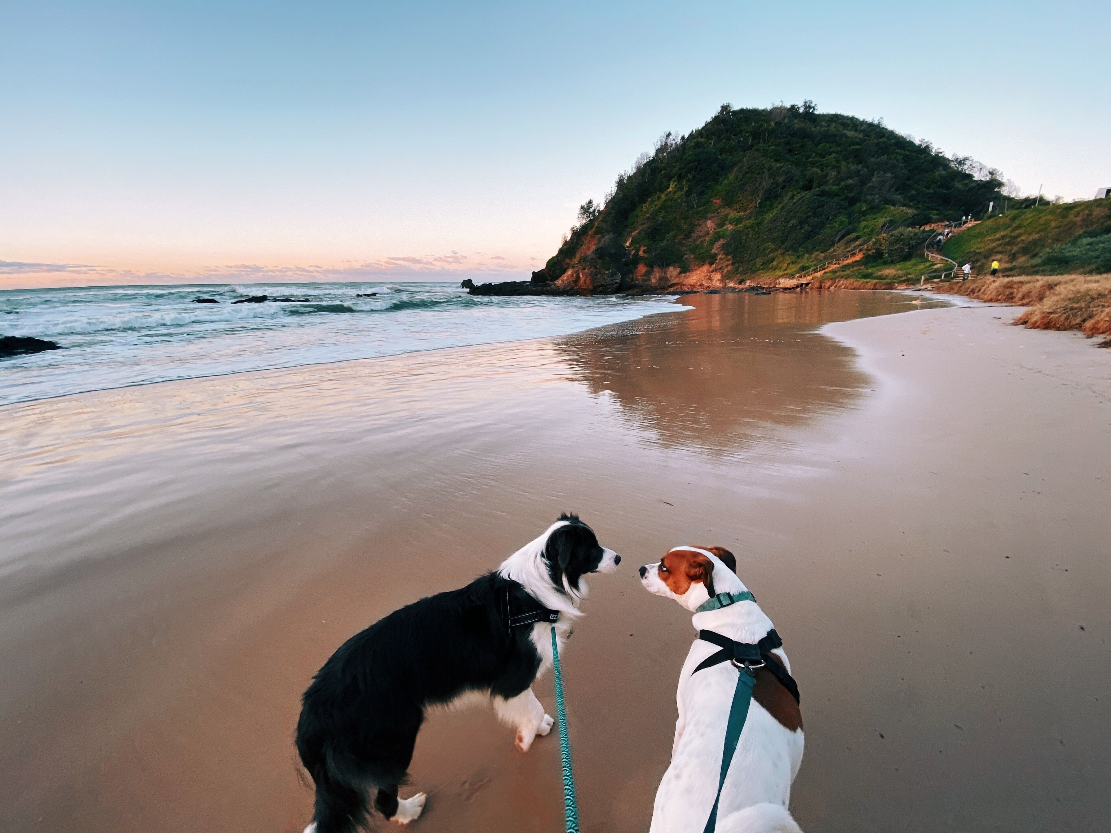 A beach with a dog on a leash and another dog nearby.