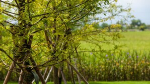 Un arbre aux feuilles vertes, situé dans une zone herbeuse.