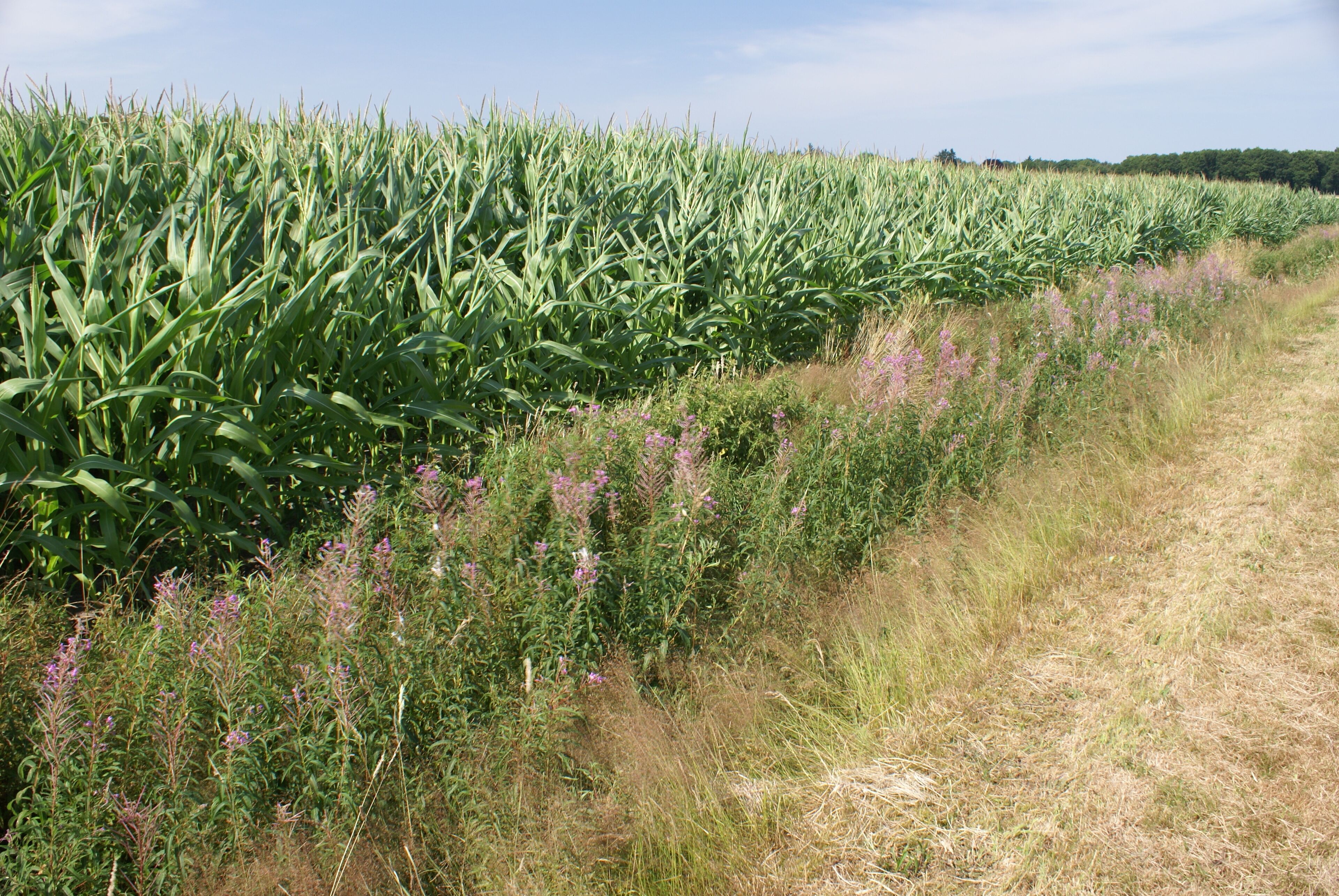 A field of corn with purple flowers in the foreground.