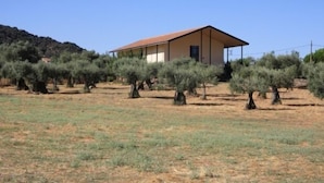 Un bâtiment d’un seul étage, doté d’un toit plat, entouré d’oliviers dans un paysage aride.