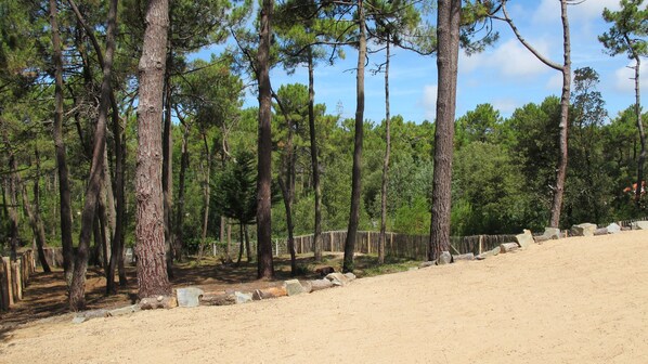 A forested area with tall pine trees and a dirt path.