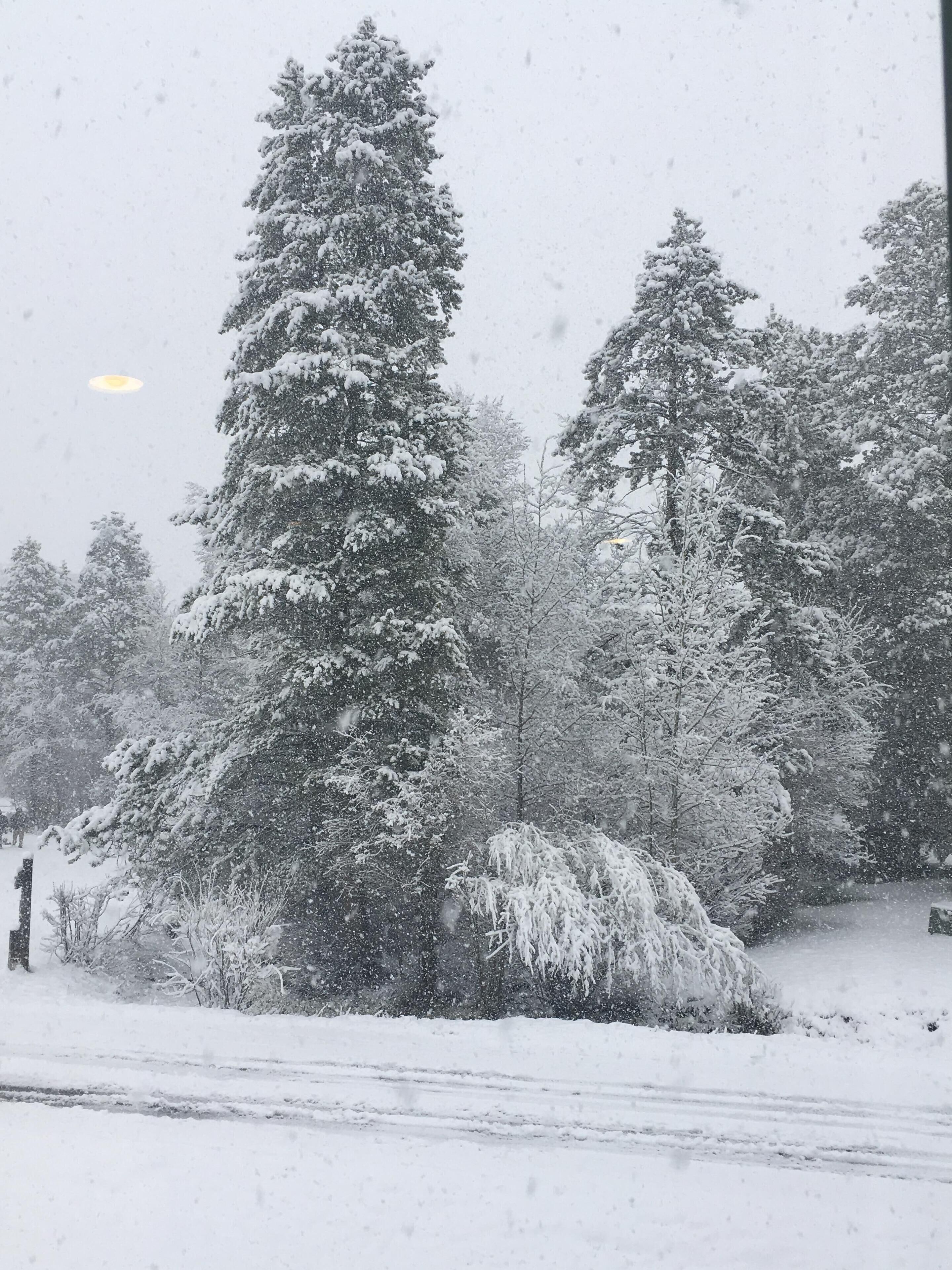 A snowy landscape with tall evergreen trees and a road covered in snow.