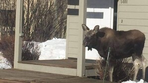 A building with a sign reading "MOUNTAIN ASH" and a number "5401" on the side. - Jackson Hole Condo, 5 Miles from Grand Teton National Park,4 miles to ski resort (Wilson)