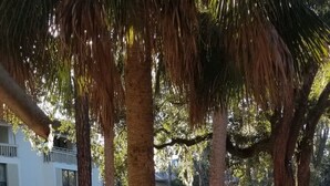 A park area with tall trees and a building in the background.
