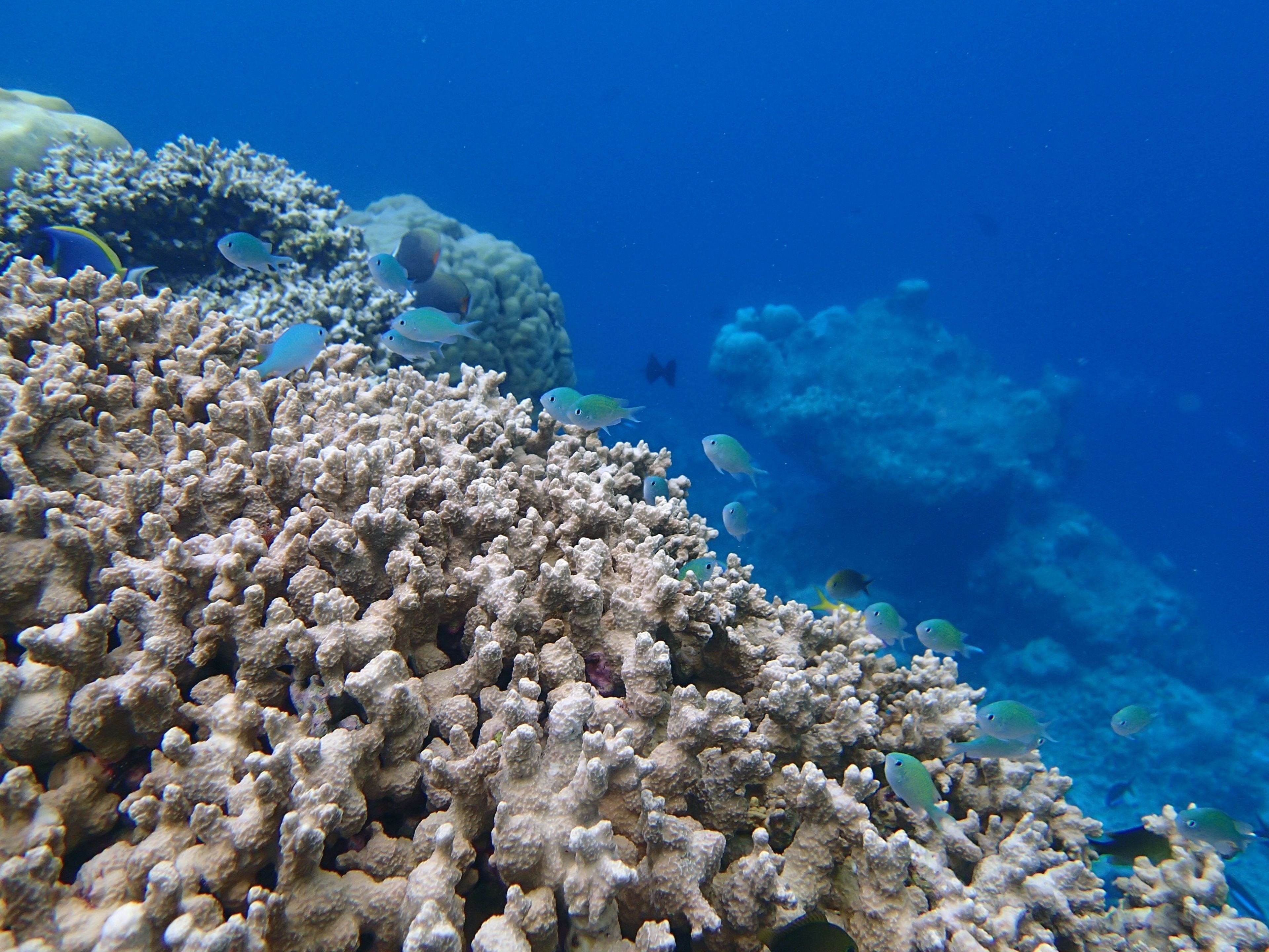 A coral reef with various fish species swimming around.