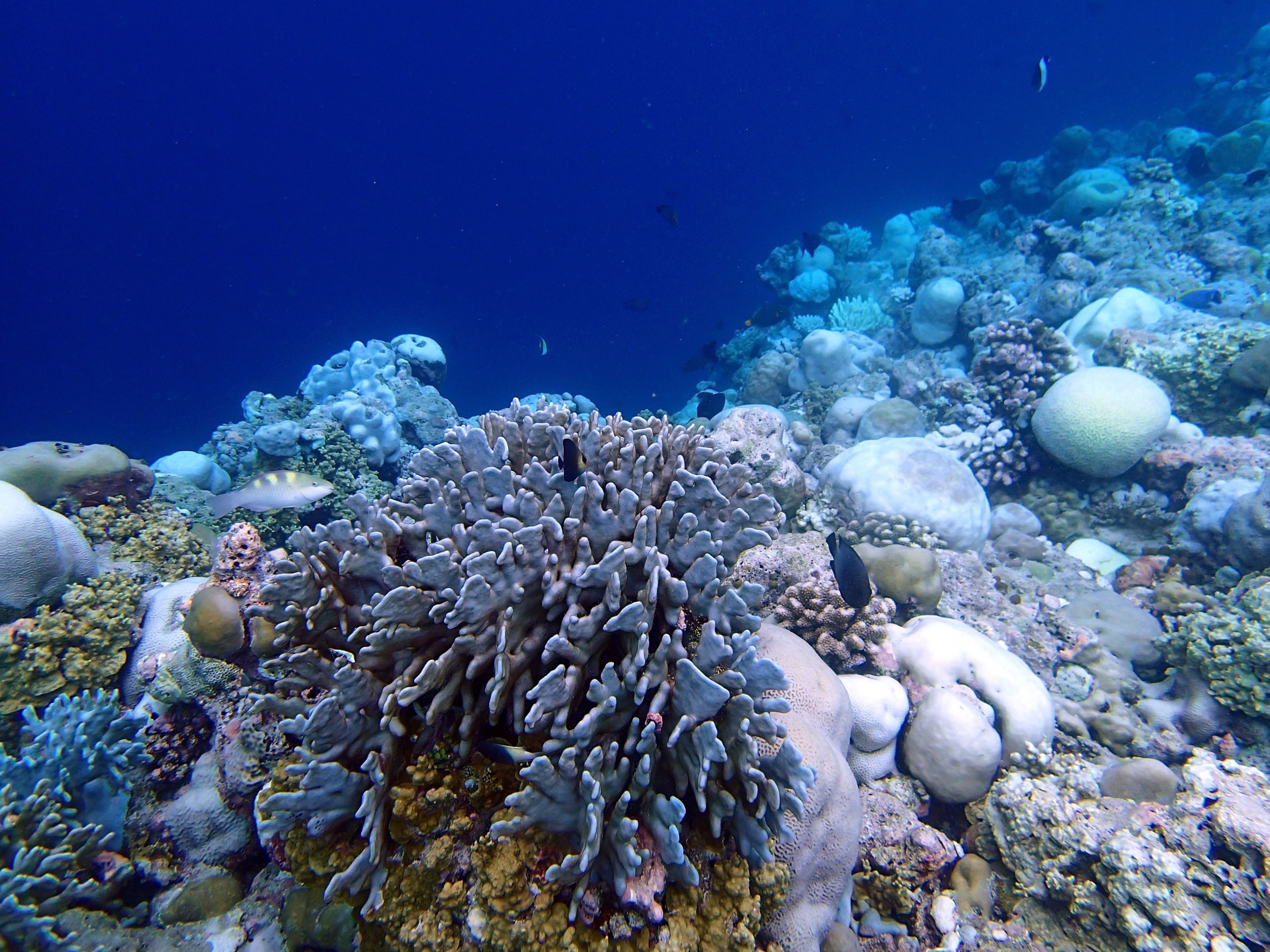An underwater scene with various corals and marine life.