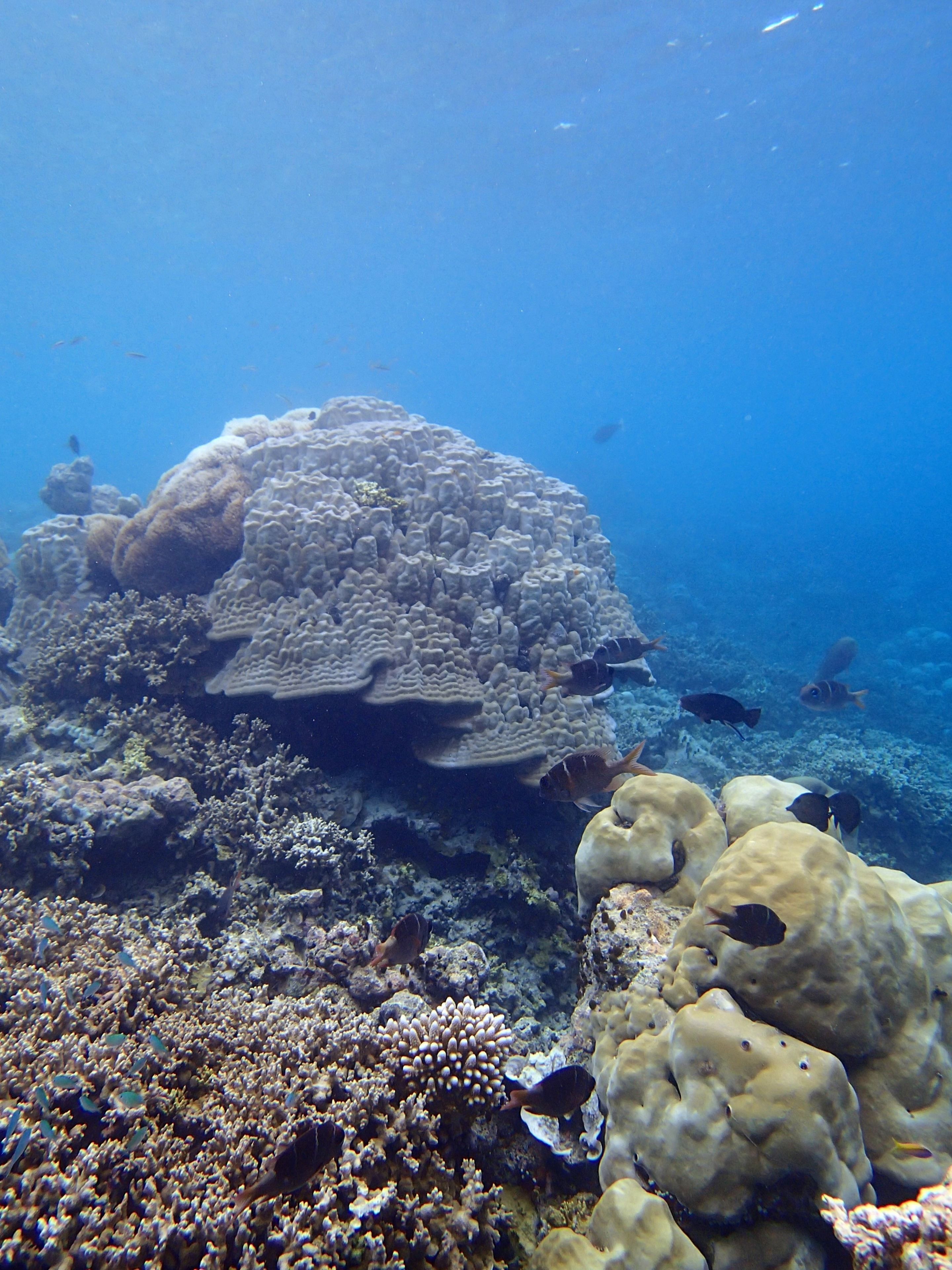 An underwater coral reef with various fish species.