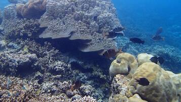 An underwater coral reef with various fish species.