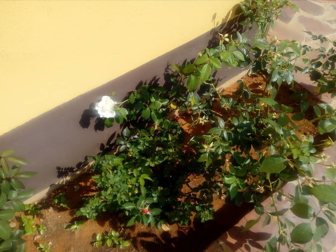 A plant with green leaves and a white flower against a yellow wall.