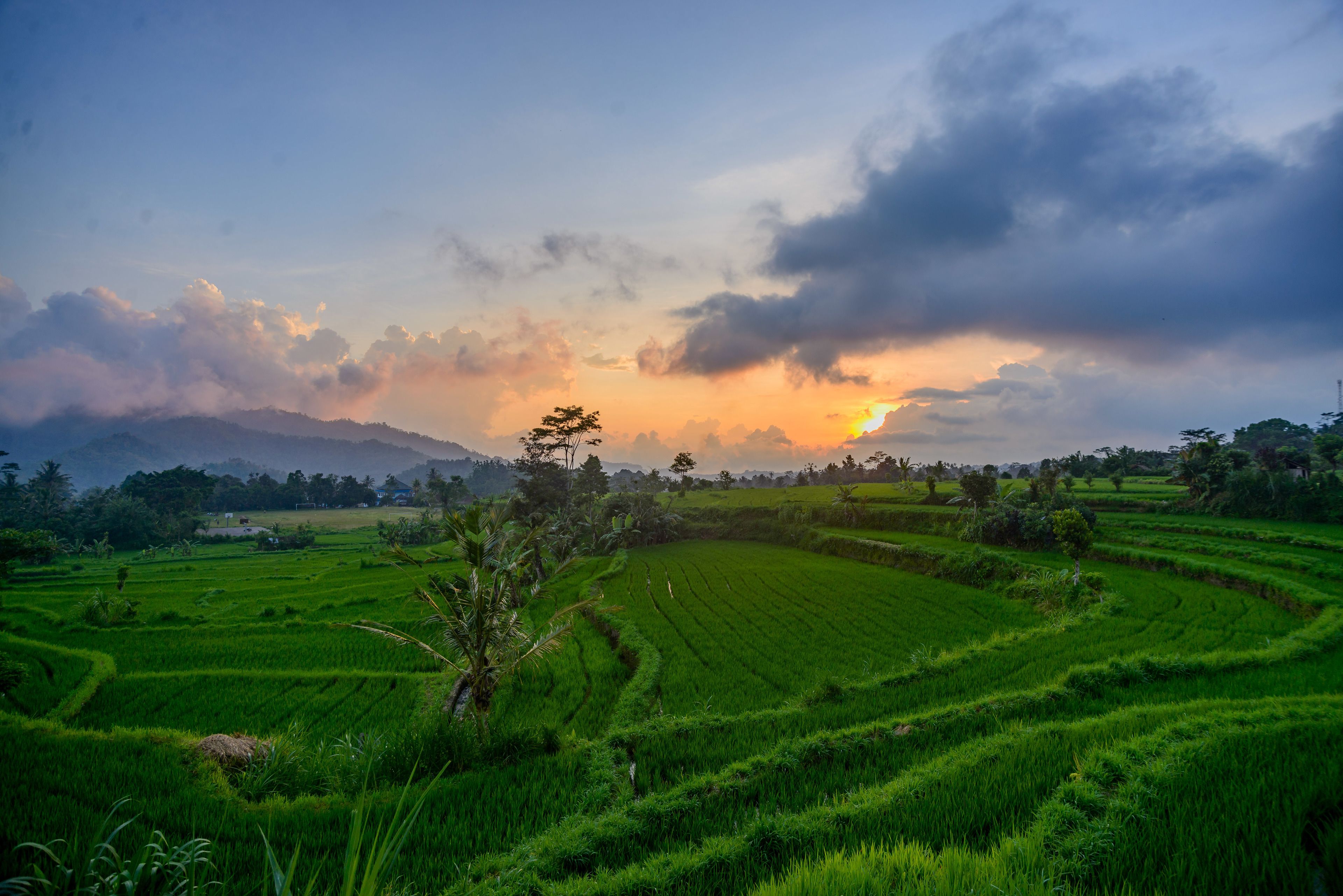 A panoramic view of terraced rice fields with a sunset in the background.