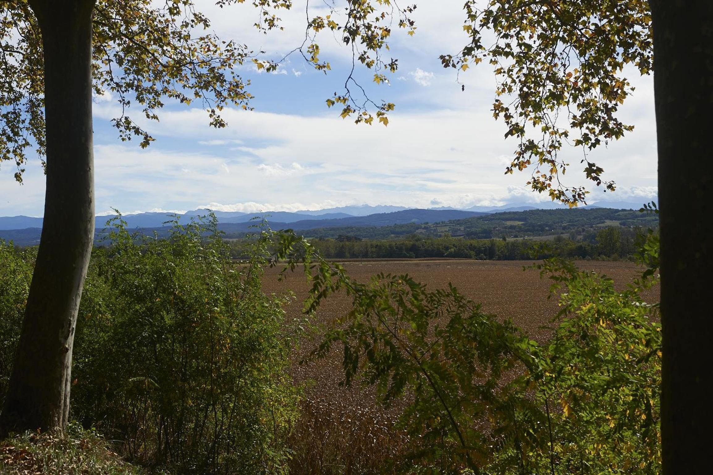 Vista de un campo con montañas al fondo, enmarcado por árboles.