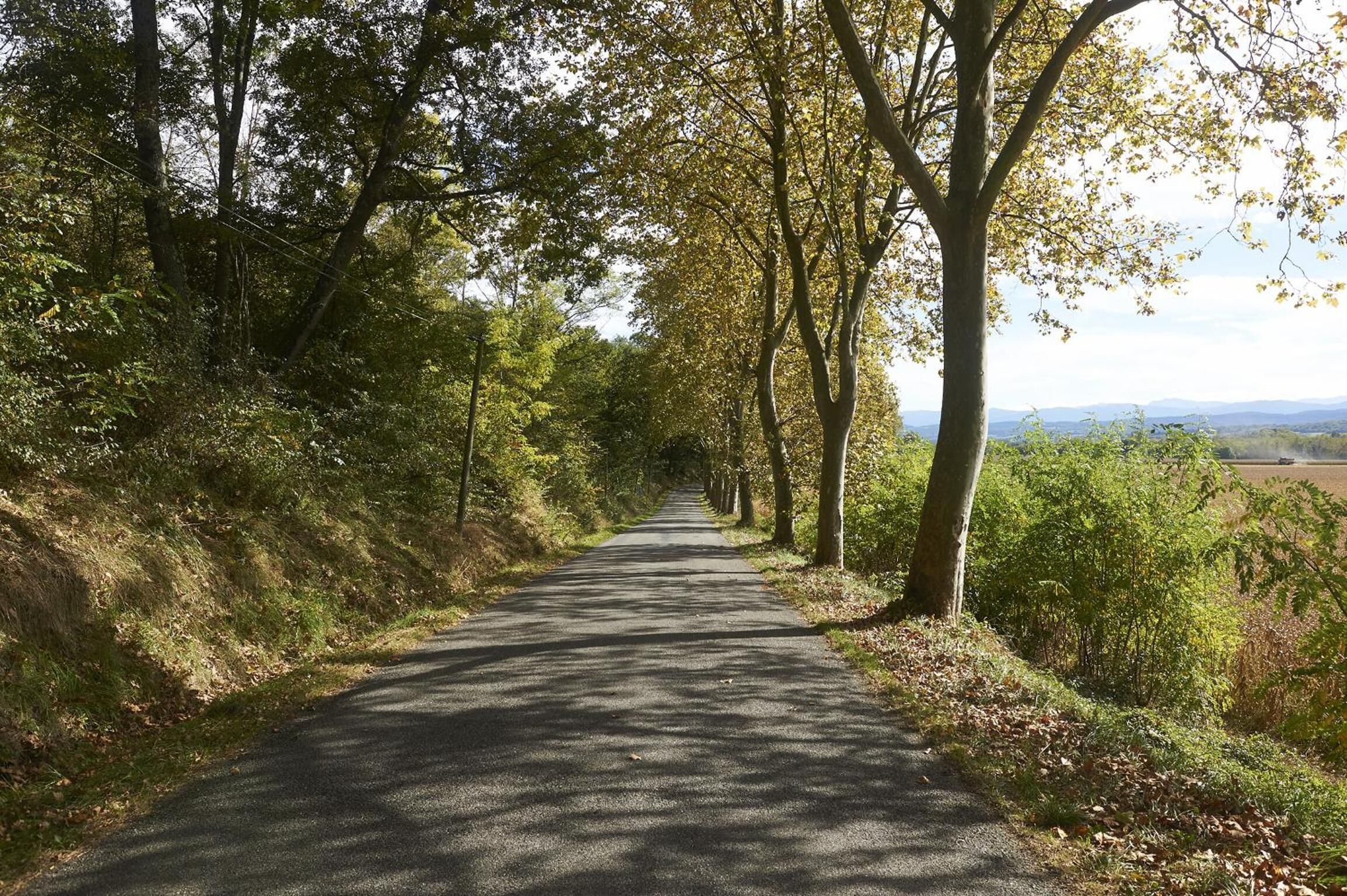 A paved road flanked by trees and vegetation, leading towards a distant view of hills.