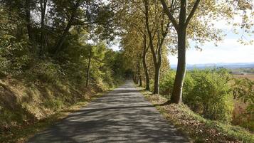 A paved road flanked by trees and vegetation, leading towards a distant view of hills.