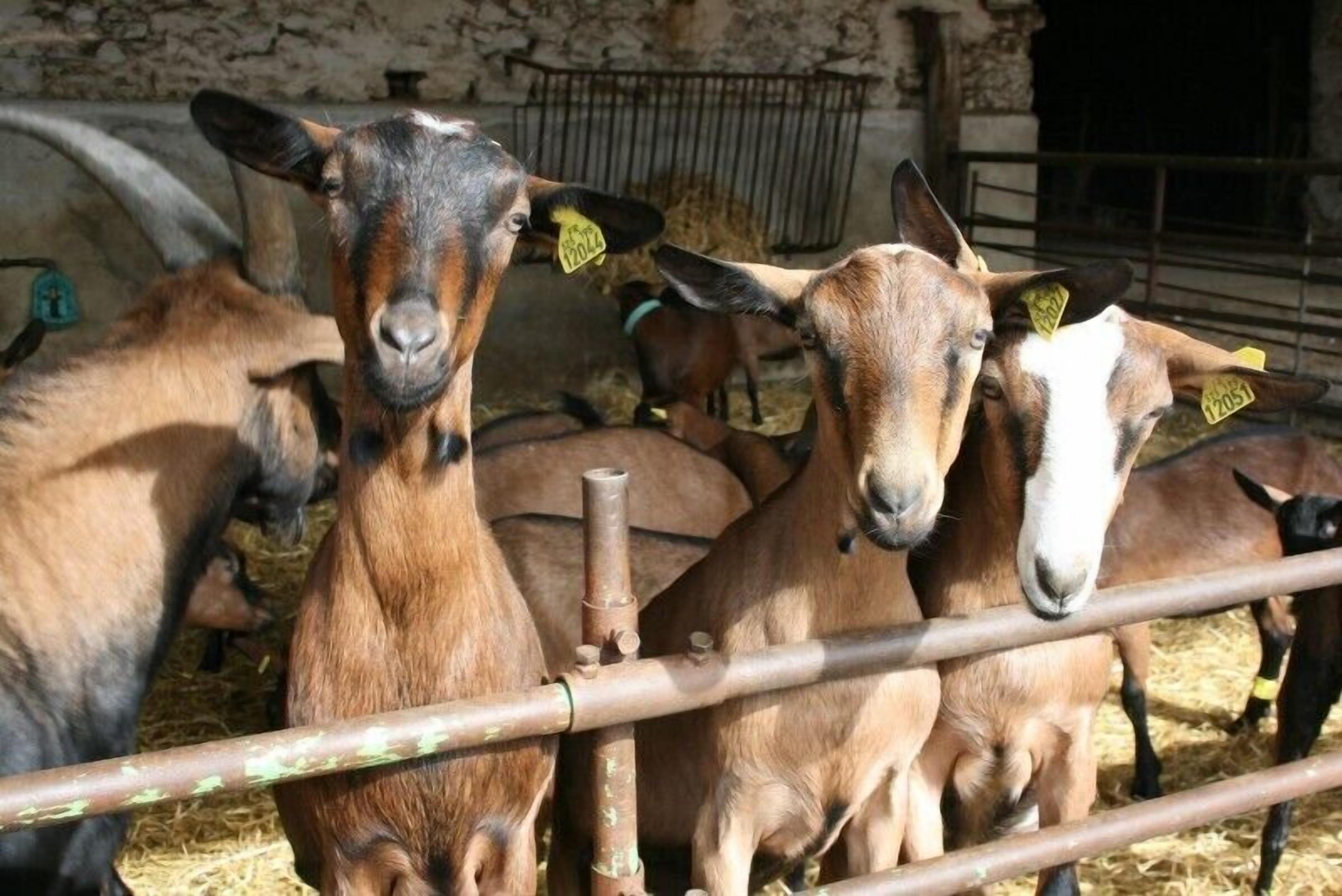 A group of goats in a pen with metal bars and hay on the ground.