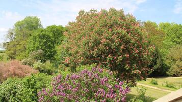 Un jardin où l’on trouve différentes espèces d’arbres et d’arbustes, notamment un arbre remarquable aux fleurs roses et un arbuste aux fleurs violettes.