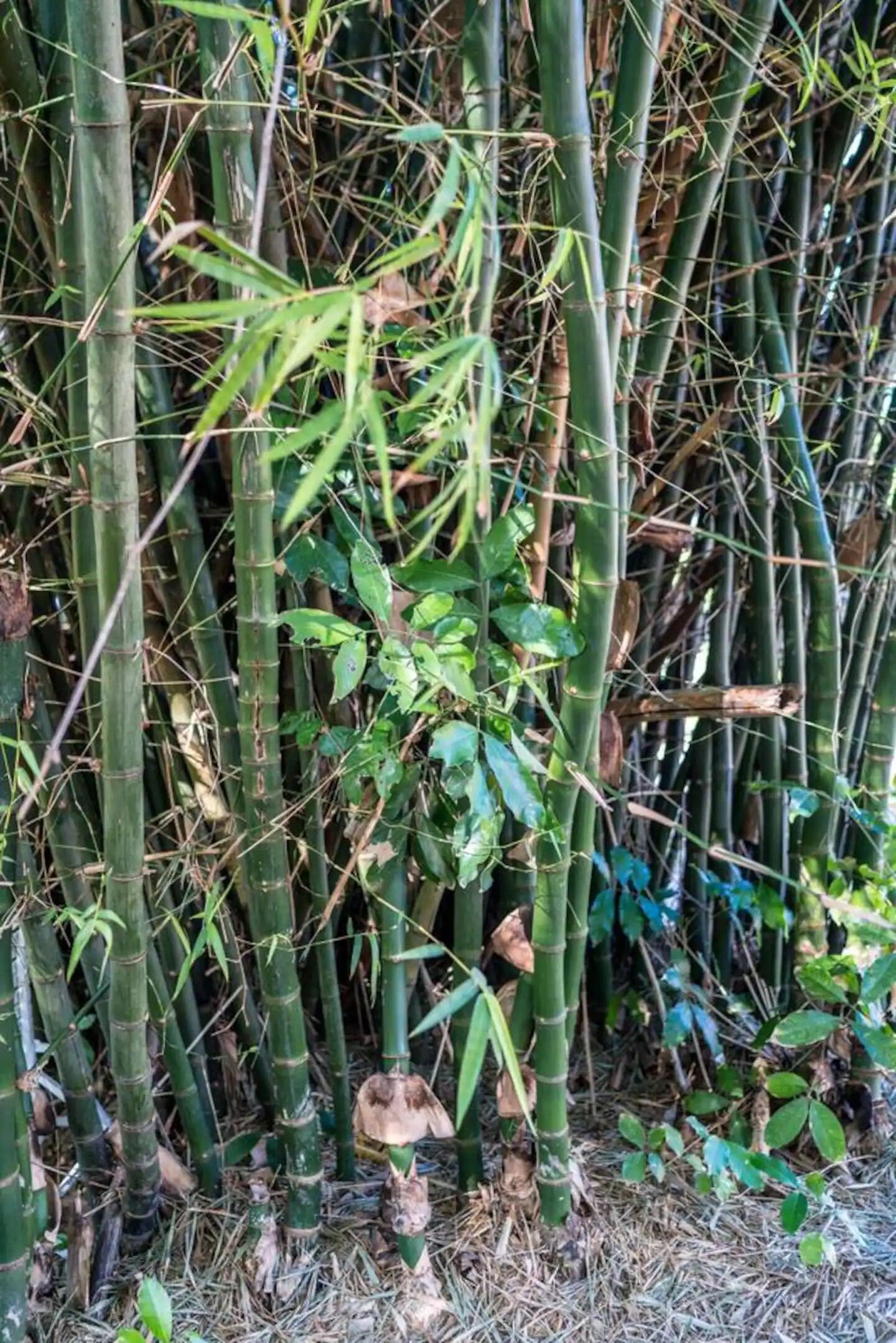 Un denso matorral de bambú con tallos altos y delgados y algo de follaje verde en la base.
