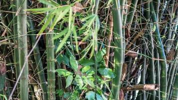 Un denso matorral de bambú con tallos altos y delgados y algo de follaje verde en la base.