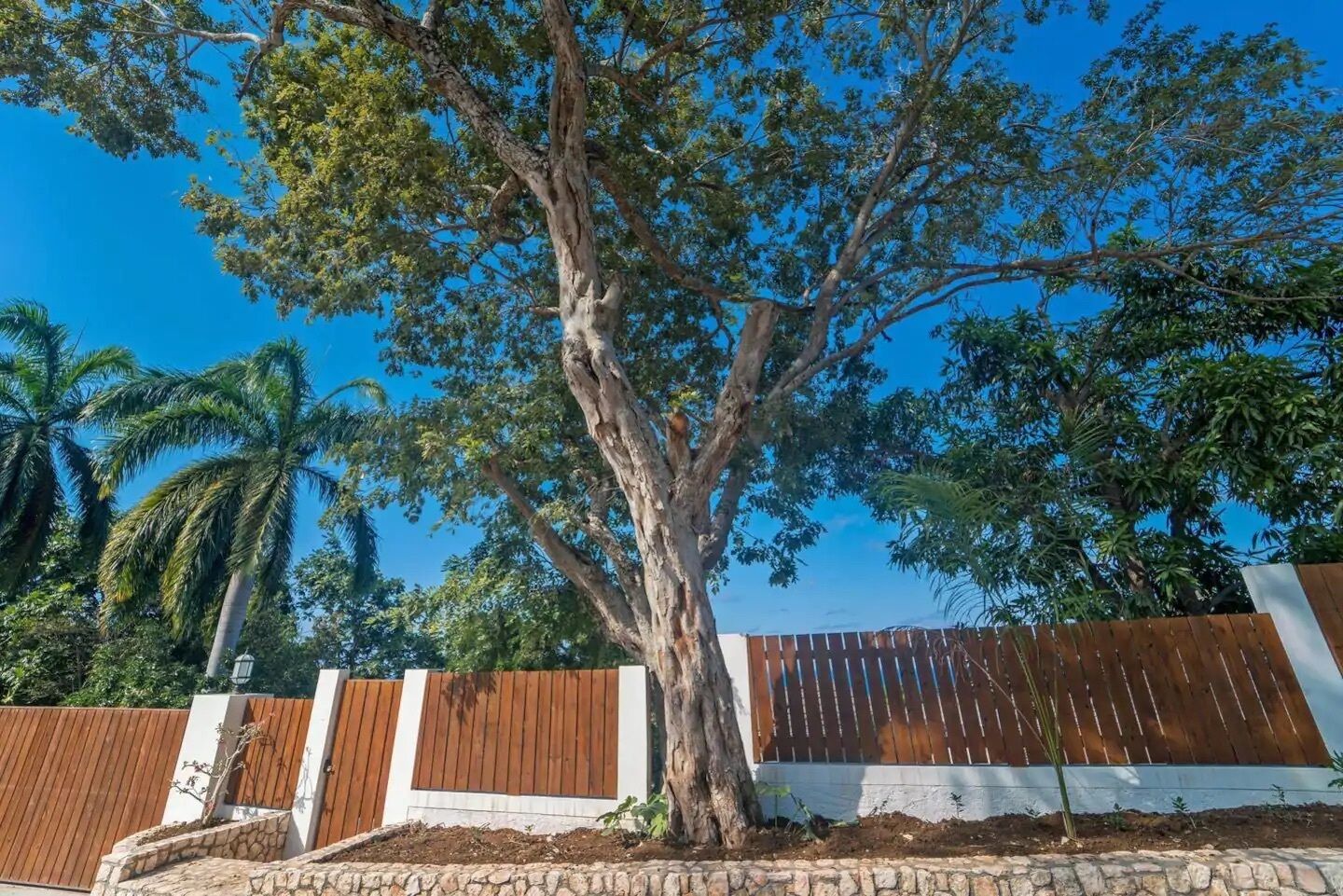 Un árbol grande frente a una valla blanca y marrón con base de piedra.