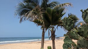 A beach with palm trees and a cactus.