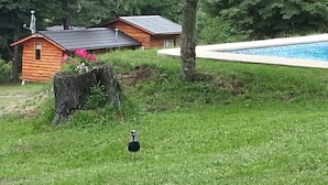 Una cabaña de madera con techo inclinado, una piscina y un pájaro en el césped.