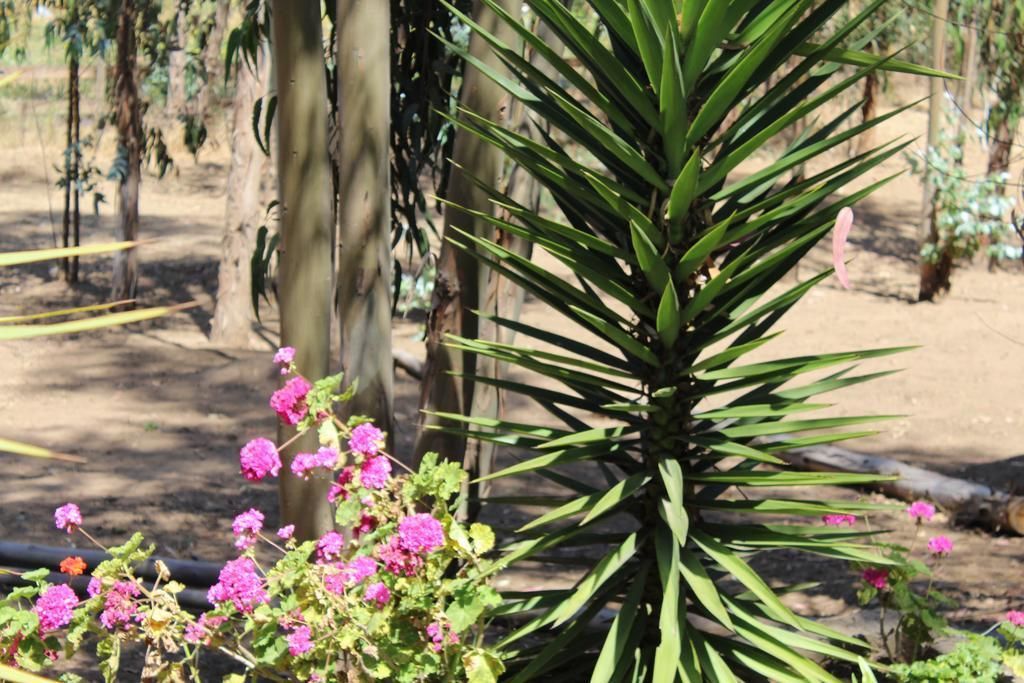 Un jardín con una planta de agave grande y flores rosadas.
