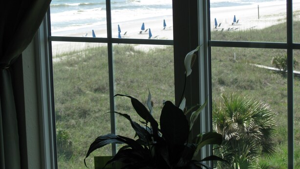 Vista de la playa a través de amplios ventanales, con una planta en primer plano.
