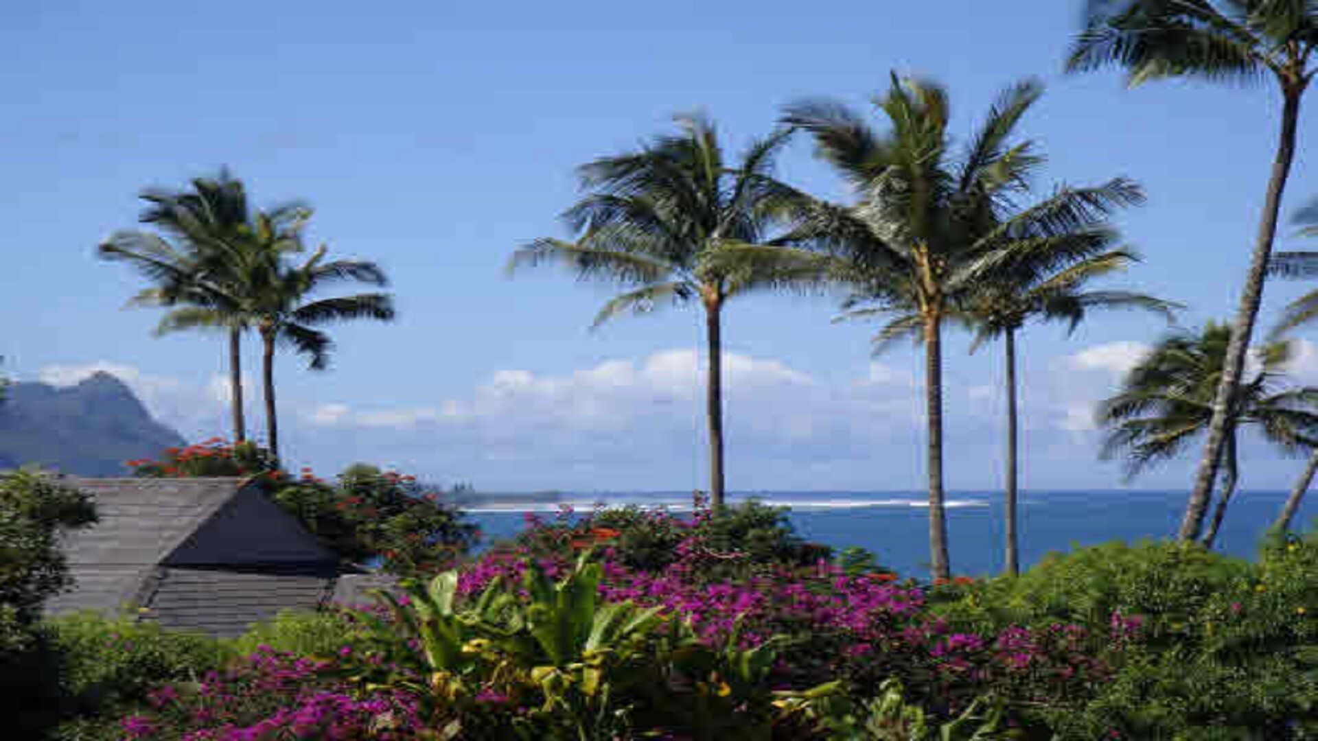 Paisaje tropical con palmeras, cielo despejado y vista al océano.