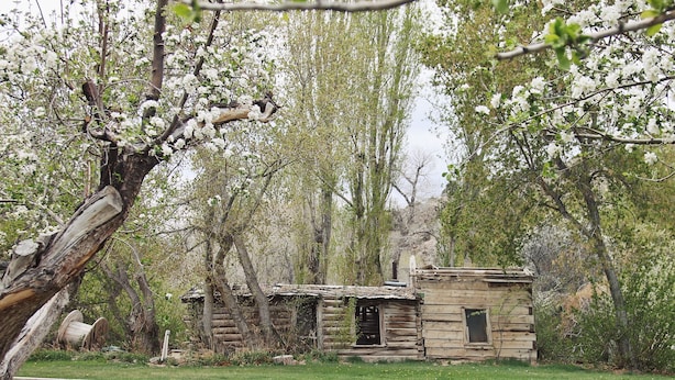 Un chalet rustique en rondins de bois, entouré d’arbres aux fleurs blanches.