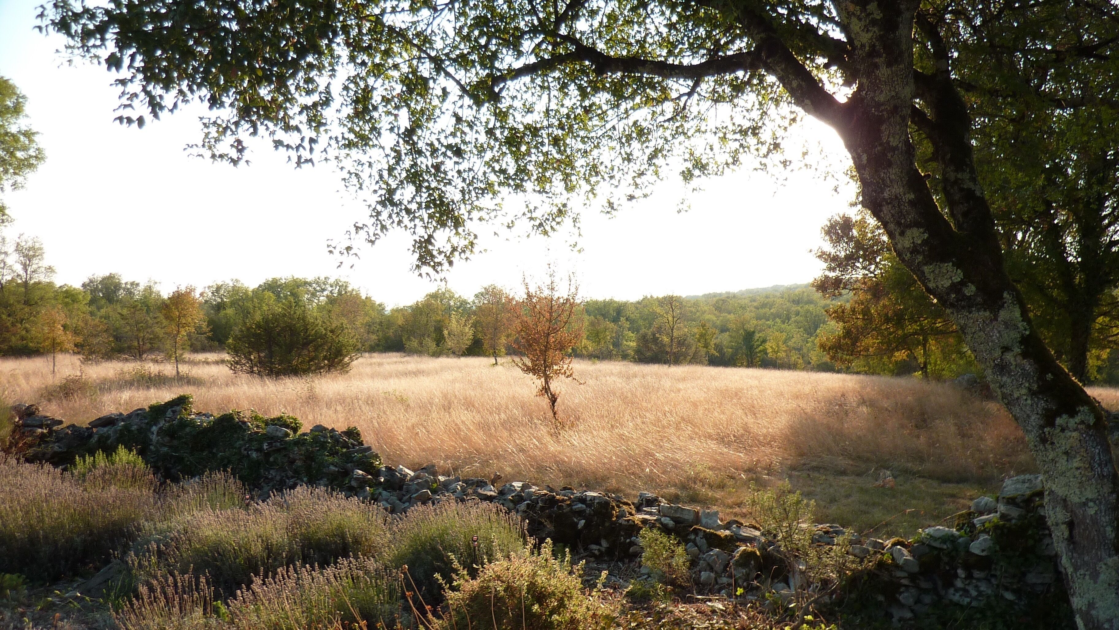 A stone wall in a field with a tree and grass.