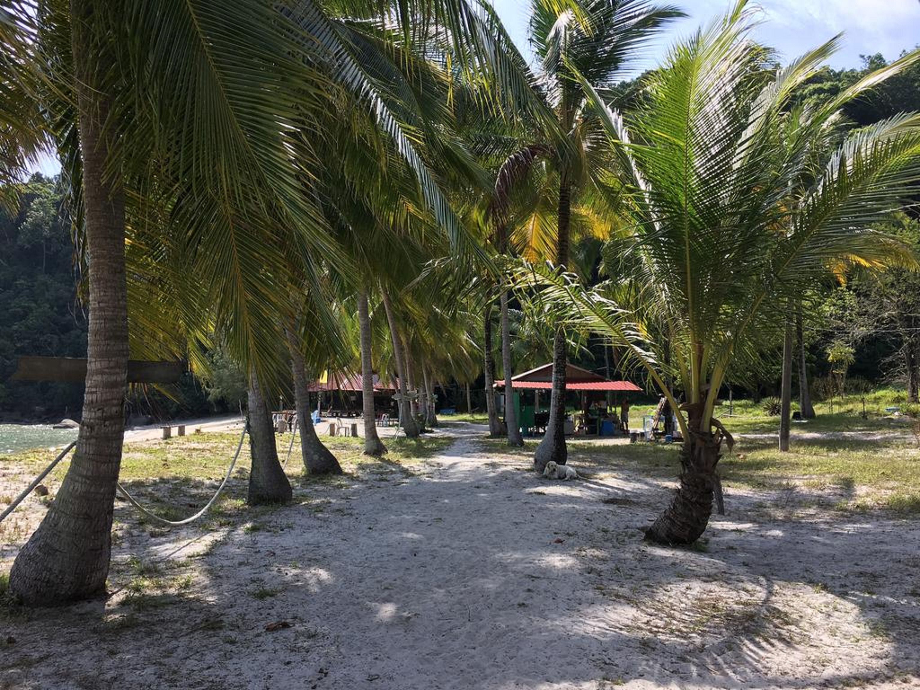 A pathway lined with palm trees leading to a building with a red roof.