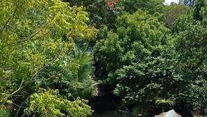 A swimming pool surrounded by lush greenery and a thatched-roof structure. - Villa with pool, stunning sea views, with own chef and staff on request (Msambweni)