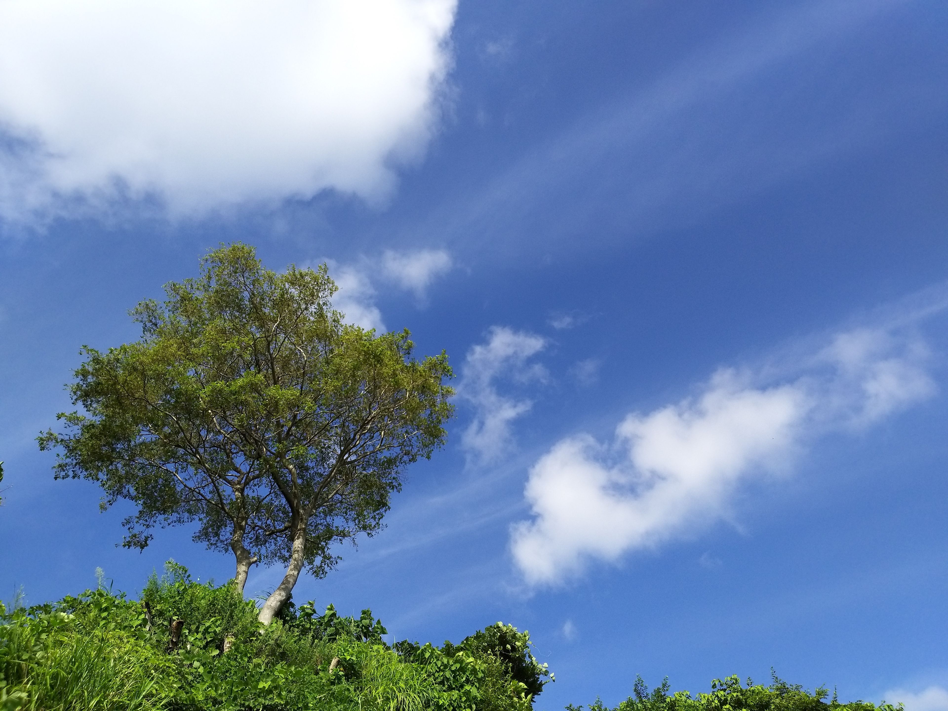 Un árbol con un cielo azul despejado al fondo.