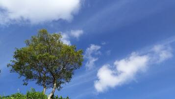 Un árbol con un cielo azul despejado al fondo.
