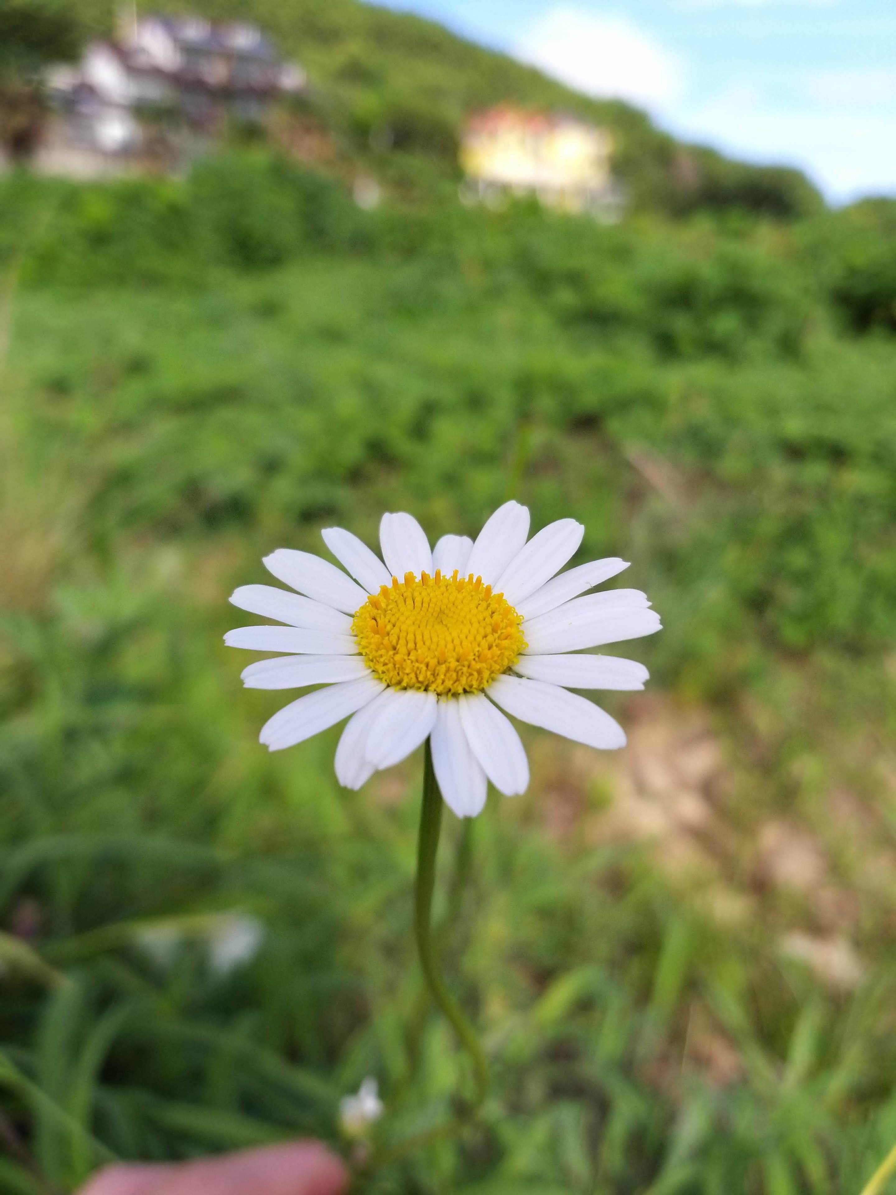 정원