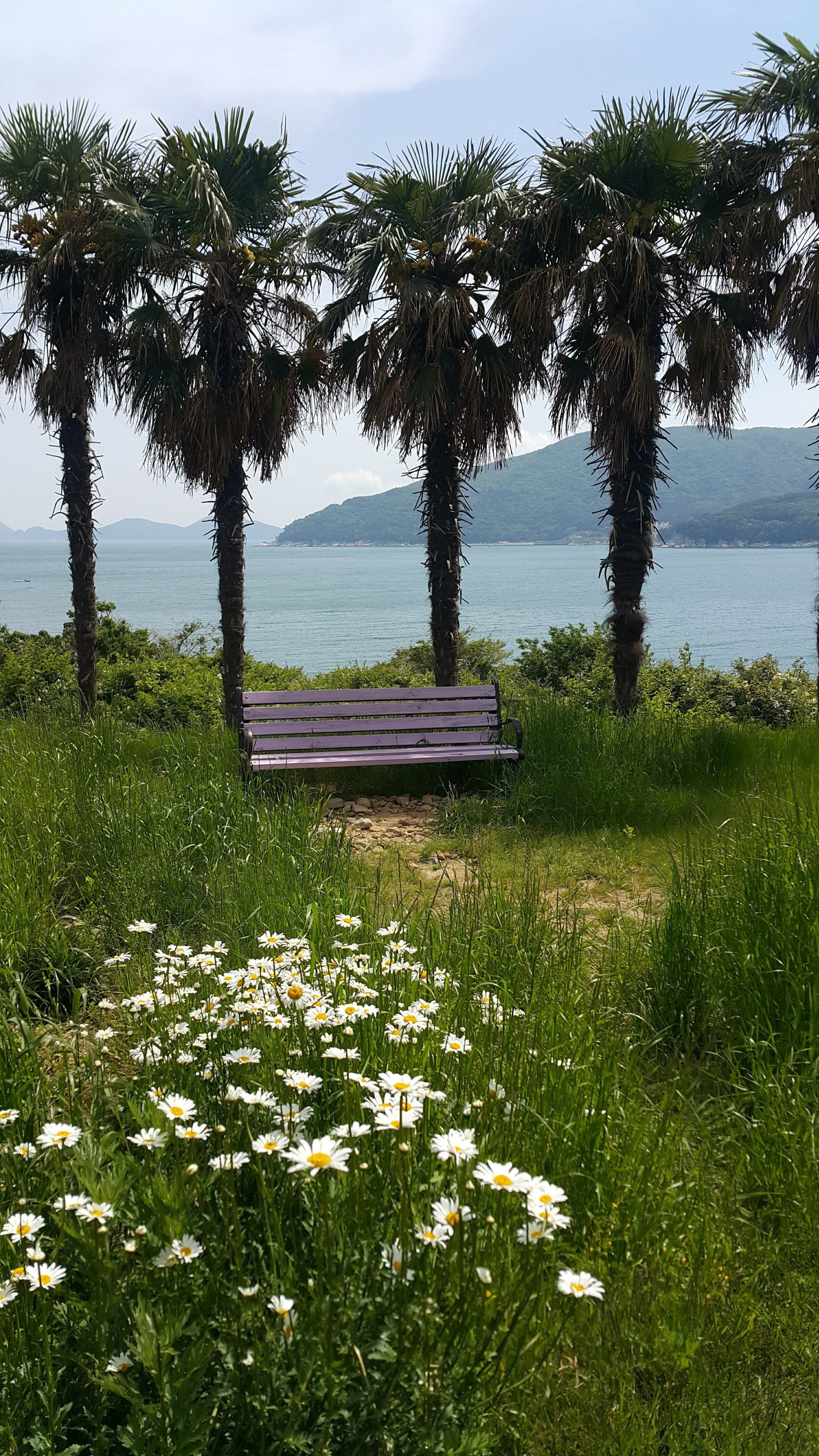 Eine Bank in einer grünen Parklandschaft mit weißen Blüten und Palmen, mit Blick auf ein Gewässer und sanfte Hügel in der Ferne.