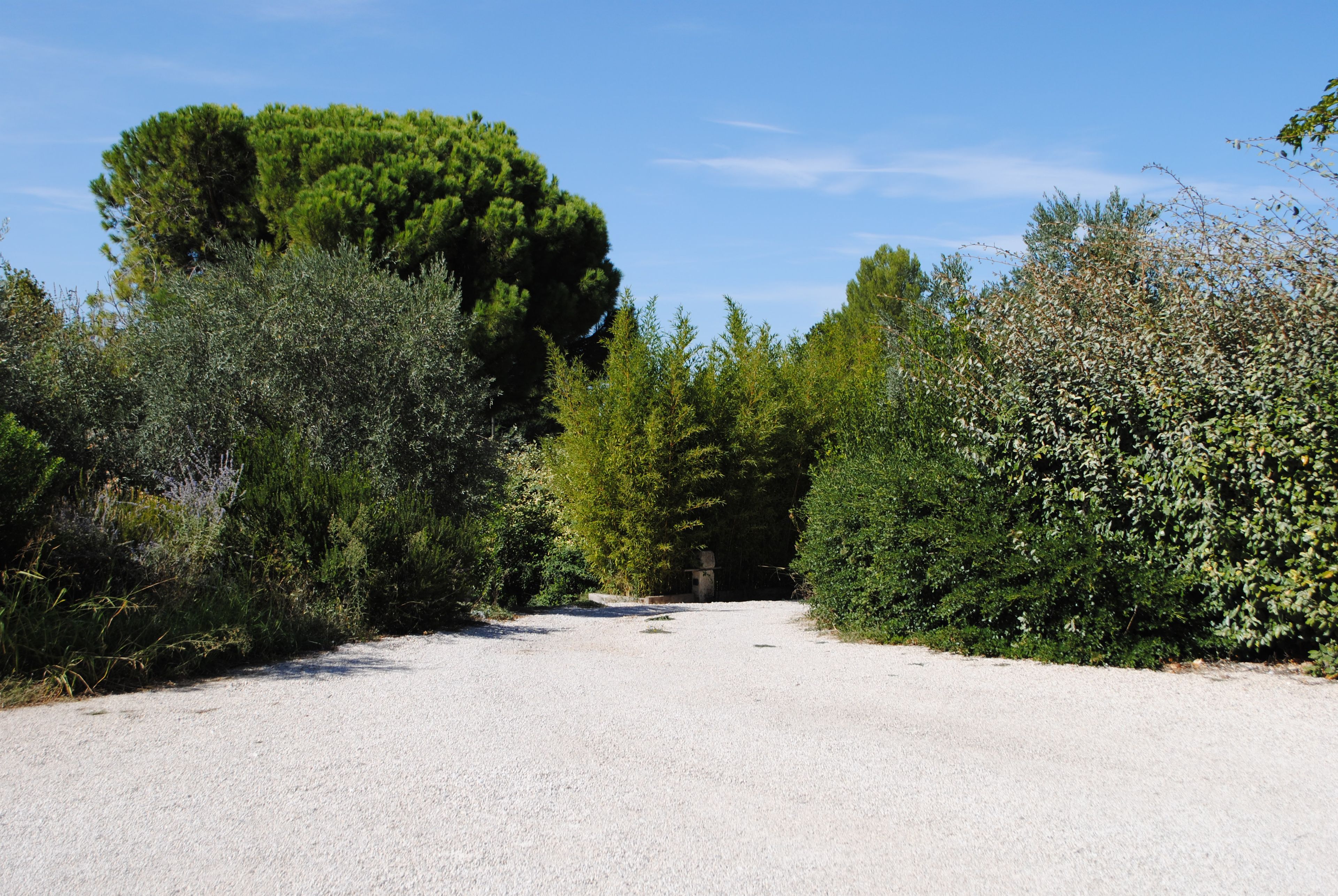 A gravel path leading through a garden with dense shrubbery and trees.