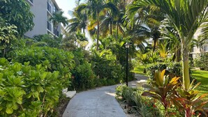 A pathway flanked by lush greenery and palm trees, leading towards a building with balconies. - Beach Front Studio For Rent in Freeport Grand Bahamas , Port Lucaya (Freeport)