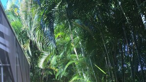 A pathway lined with pebbles and surrounded by lush greenery, including palm trees and other tropical plants. - 5⭐️ LUXURY BEACH VILLA with SECLUDED HEATED POOL+HOT TUB SURROUNDED by PALM TREES (Naples)