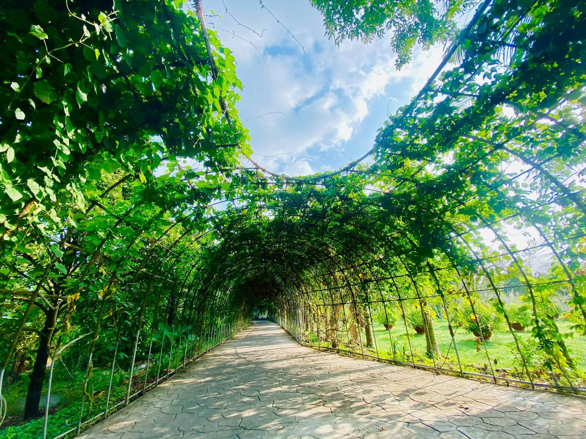 A pathway lined with greenery and a clear sky.