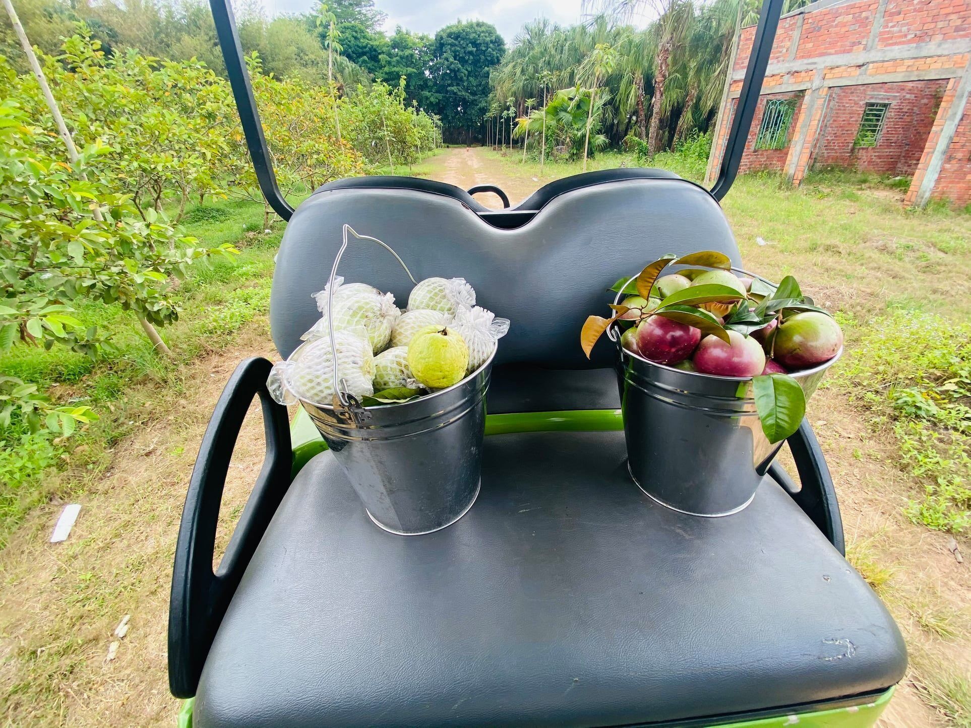 A vehicle with two metal buckets on the back seat, one containing green fruits and the other red fruits, with a rural landscape in the background.