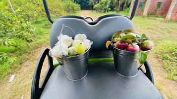 A vehicle with two metal buckets on the back seat, one containing green fruits and the other red fruits, with a rural landscape in the background.