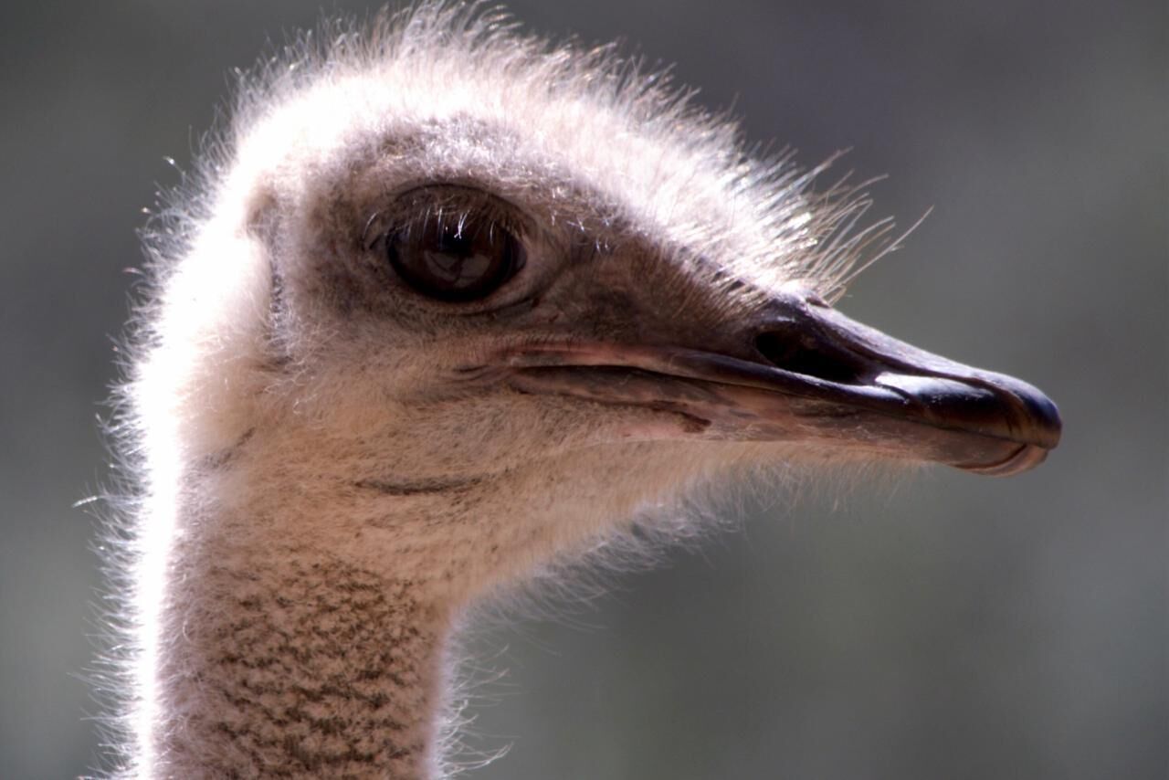 Close-up van het hoofd van een struisvogel.